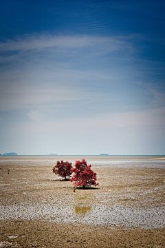 Low tide on the Malacca Sea: groves emerge by Frank Photos