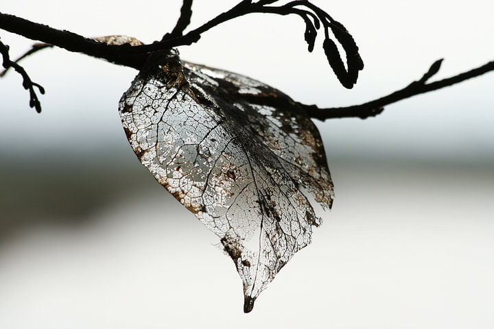 Das Ende von <span class="secondary-font">Carla Mesken-Dijkhoff</span>