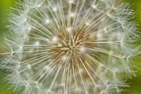 Paardenbloem Puffball op Groen
