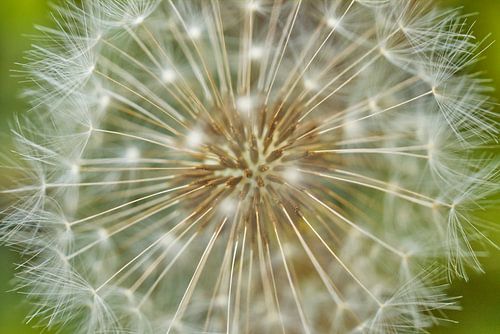 Paardenbloem Puffball op Groen