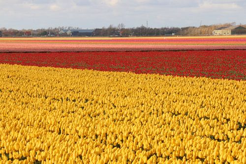 Bunt sind schon die Felder 01