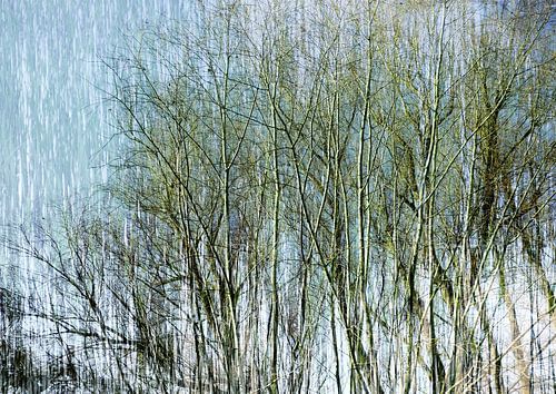 Trees caught in white light by Anita Snik-Broeken