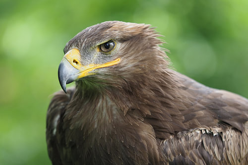 Arend