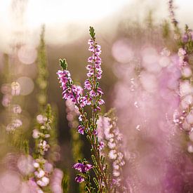 Purple heather in beautiful evening light by Fotografiecor .nl