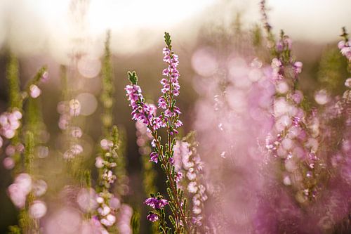 Purple heather in beautiful evening light