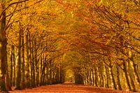 Herbstweg in einem Wald