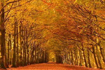 Voie d'automne dans une forêt sur iPics Photography