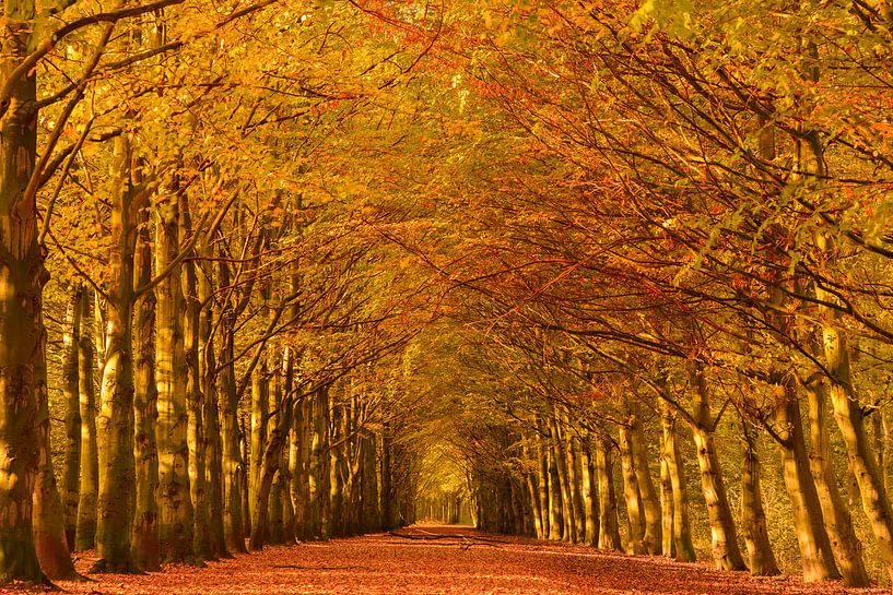 Boslaan in herfstkleuren van iPics Photography