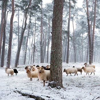 schapen in besneeuwd bos