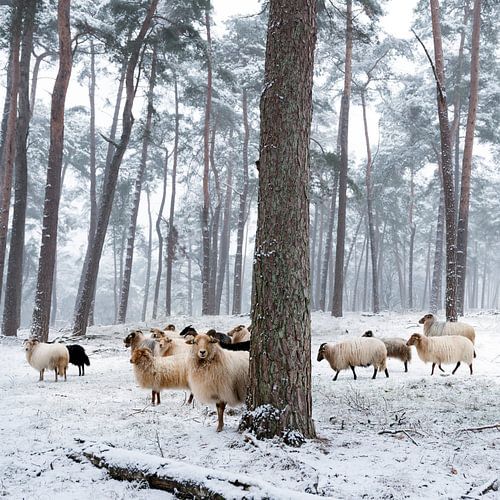 schapen in besneeuwd bos van anton havelaar