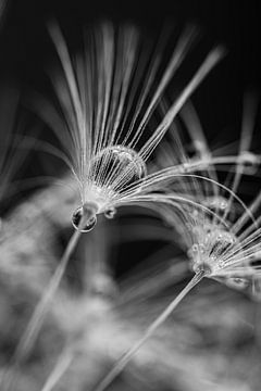 Black and white: Dandelion fluff with drops by Marjolijn van den Berg