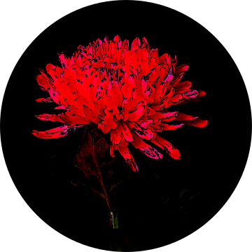 Chrysant.