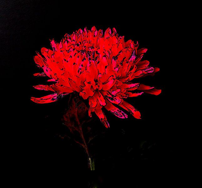Chrysantheme. von Jose Lok