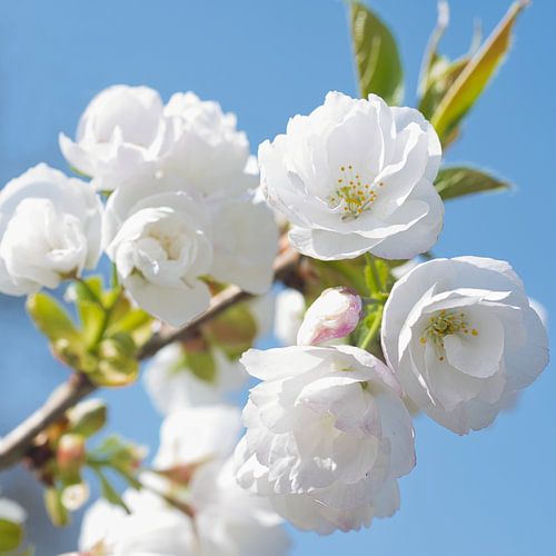 Witte bloesems en een strakke blauwe lucht in het voorjaar