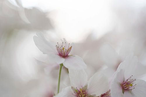 Cradling Blossom. Pastel. Photographie macro