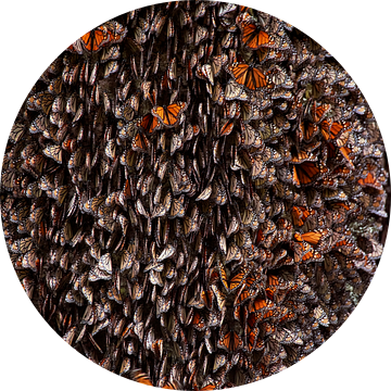Monarchvlinders tijdens de winterslaap, ignacio arcas van 1x