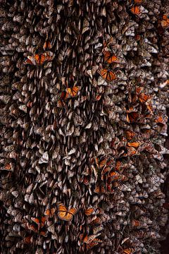 Monarch Butterflies during hibernation, ignacio arcas by 1x