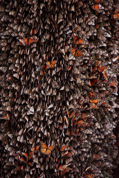 Monarch Butterflies during hibernation by Ignacio Arcas