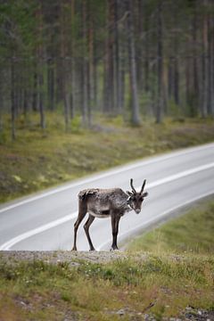 Gekreuzte Rentiere in Finnland von Sem Verheij