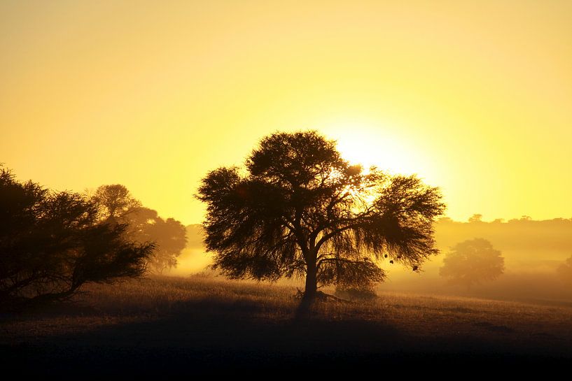 Kalahari Sunset van Guus Quaedvlieg