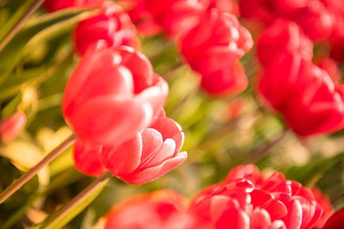 Bloeiende rode en roze tulpen in een veld tijdens een mooie lentedag