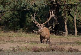 Rotwild 1 von Wesley Klijnstra