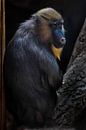 Ein wunderschöner Madrilenenpavian mit hellgelbem Haar und blauer Nase auf dunklem Hintergrund. Das  von Michael Semenov Miniaturansicht