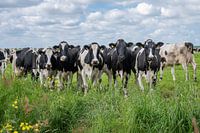 Black Pied cows in the meadow in a row