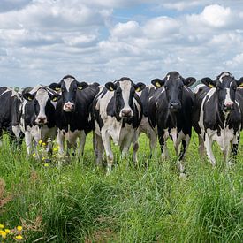 Black Pied cows in the meadow in a row by Yvonne van Driel