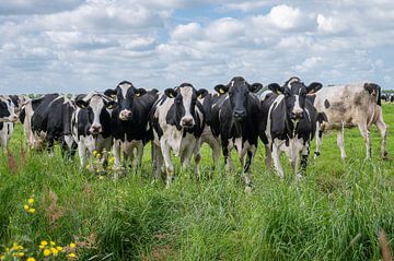 Vaches pie noires en rang dans le pré