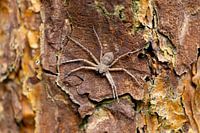 Tree spider on Tree
