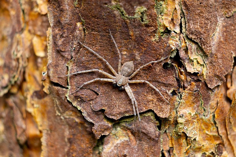 Araignée sur un arbre par Bopper Balten