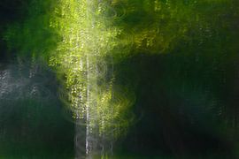 FAIRY TALE FOREST 16 by Miroslav Ptacek