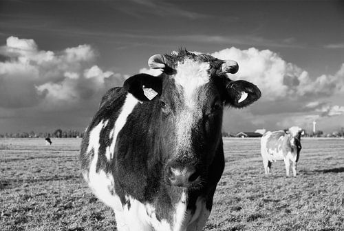 Een zwart&witte dame met horens