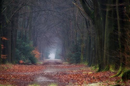 Imaginez-vous dans les bois.