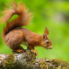 Portrait of a Red Squirrel by Chris Stenger