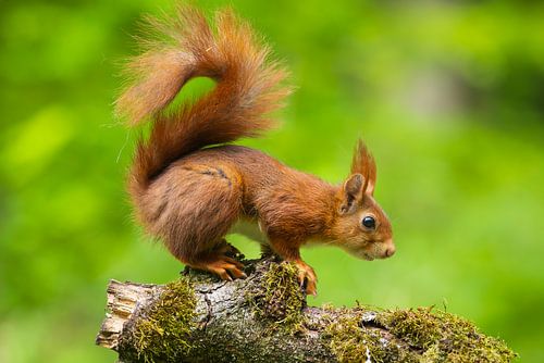 Porträt eines roten Eichhörnchens von Chris Stenger