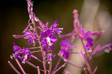 Concept flora : Lythracaee