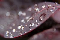 Smoketree leaf drops