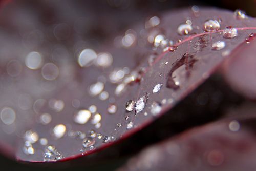 Smoketree leaf drops by Wim Zoeteman
