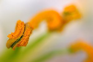 Orange et vert 2