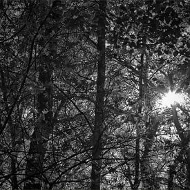 zon door bomen von Marcel van der Kolk