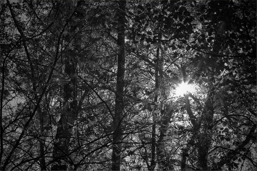 zon door bomen von Marcel van der Kolk