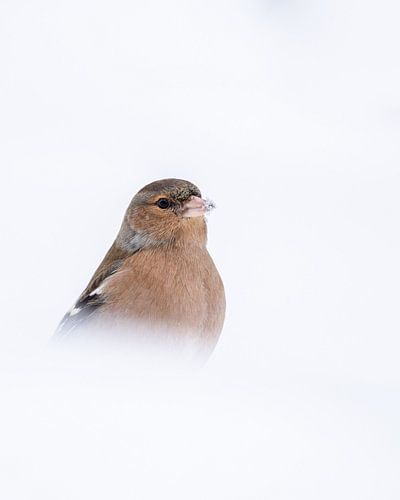 Vink in de sneeuw