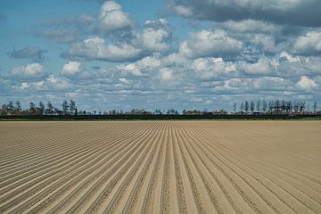 Aardappelruggen in het Zeeuwse land met fraaie wolkenlucht van Gert van Santen