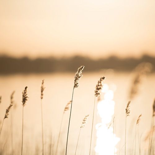 Riet en grassen bij het meer bij zonsondergang