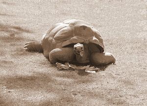 Aldabra-Schildkröte in Sepia