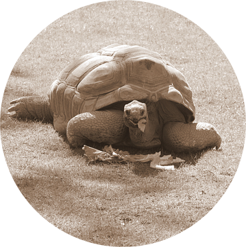 Aldabra Schildpad in sepia van Jose Lok