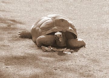 Aldabra Turtle in sepia by Jose Lok