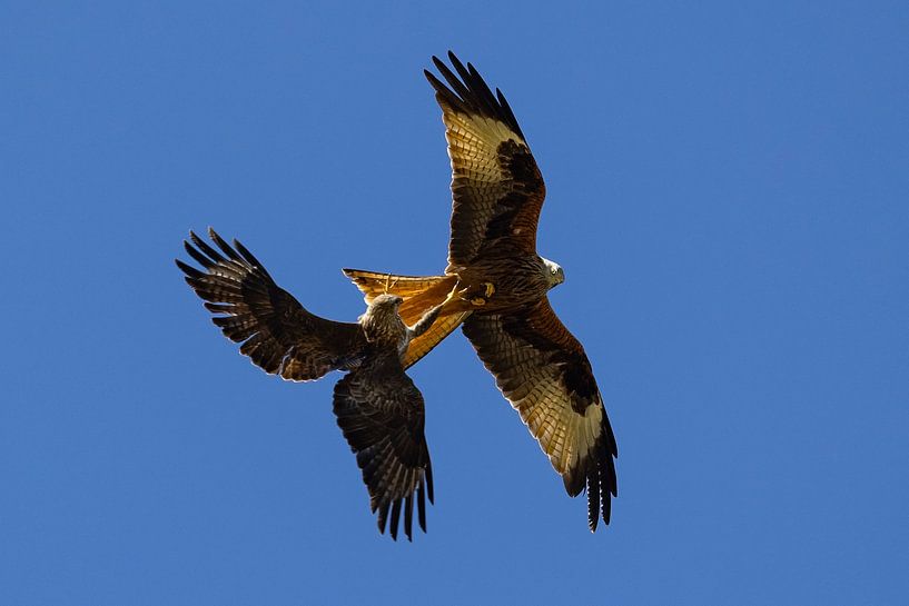 Mäusebussard greift Rotmilan an von Andreas Müller